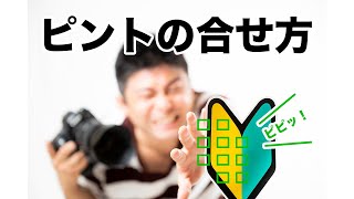 狙った位置へのピントの合わせ方！自分が思う所にピントが合ってしまう！ちょっとあなたのカメラいじるだけで激変！