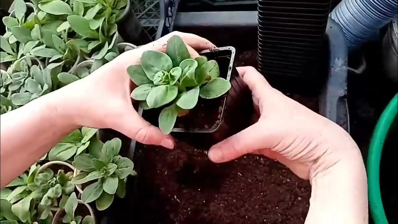 КУСТОВАЯ ПЕТУНИЯ!! ПЕРЕВАЛКА в ГОРШКИ!! - YouTube