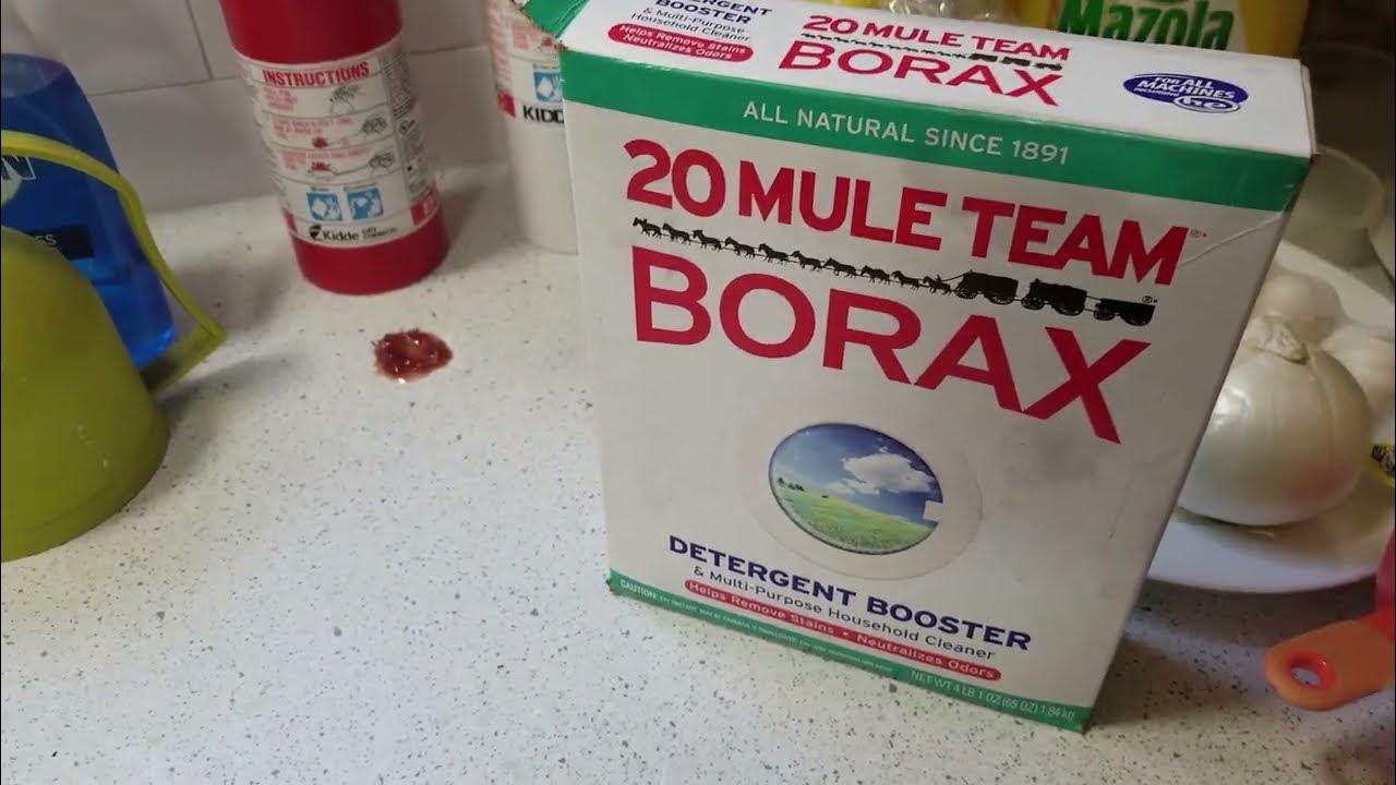 How to kill sugar ants YouTube