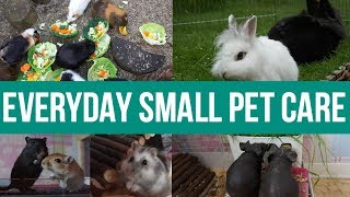 everyday small pet care