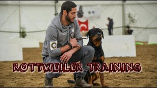 Addestramento Rottweiler