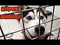 BEN NEREYE DÜŞTÜM (KÖPEK DOLU HERYER)