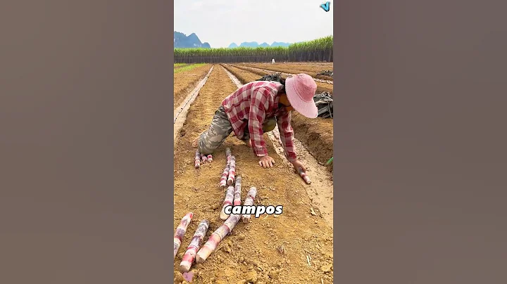 Experience accumulated over hundreds of years#knowledge #didyouknow #asmr #fyp #amazing