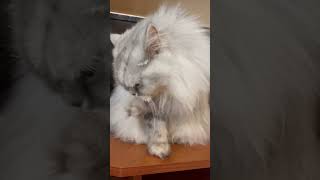 Кошка Лаки умывается 😻 #cat #animal #love #cats #catshorts