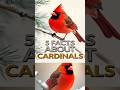 5 Amazing Facts About Cardinals | Nature’s Red Jewel! #facts @5veFacts