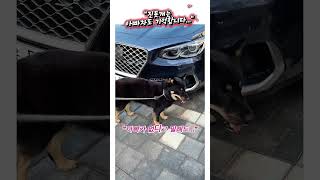 “진돗개는 아빠 차도 기억합니다…”#진돗개탄이 #탄이일상  #강아지기억력  #충성심강한진돗개 #진돗개쇼츠 #감성반려견