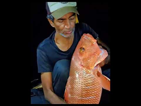 Fishing Vlogs👉🔔👈#MangrovesFishing #FishingLife #FishingAdventure