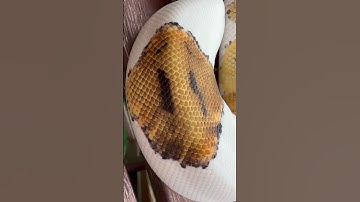 مار حیوان نجیبی است #مار #بال-پایتون #خزندگان #snake #reptiles #fyp