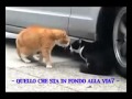 Super risate   gatti traditori   video divertenti
