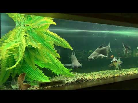 Video: Holder Akvarium Pangasius