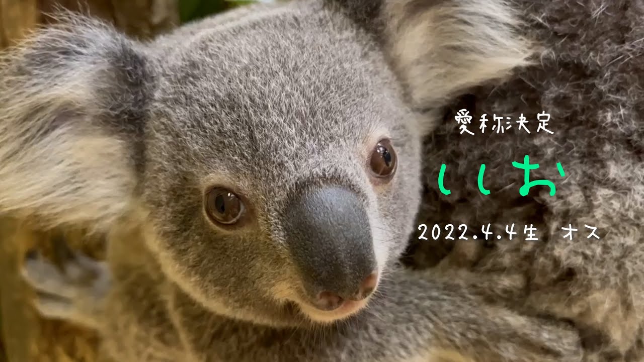 東山動植物園公式】愛称決定：ホリーの赤ちゃん《 コアラ 》 - YouTube