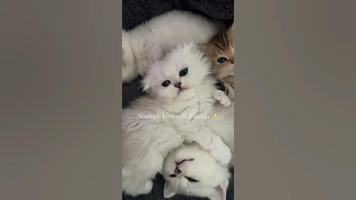 Video 8562321: mainecoons mainecoonkitten, scottishfold mainecoon, scottish kitten