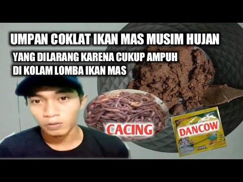 CARA MERACIK UMPAN COKLAT LOMBA IKAN MAS MUSIM HUJAN PALING JITU