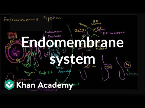 Видео: Кои органели са част от ендомембранната система?
