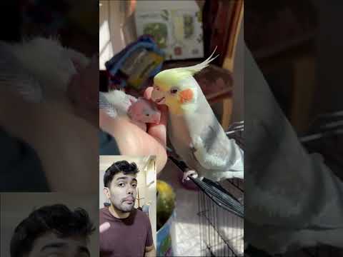 Calopsita colocou 6