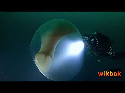 🇷🇺 Редкое явление в Северном Ледовитом океане. 🇬🇧 A rare occurrence in the Arctic Ocean.