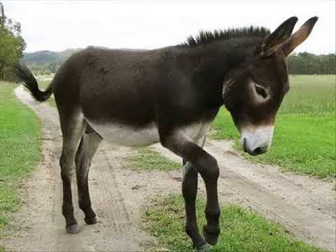 donkey  -  eşşek