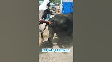 Buffalo meeting video ।buffalo meeting #shorts #buffalo #animals #bull