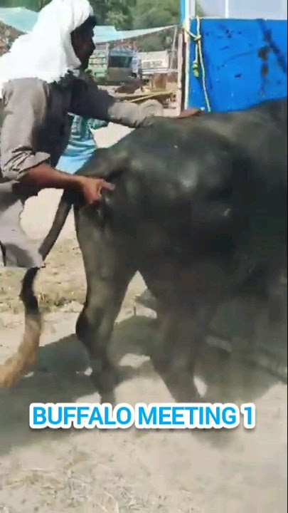 Buffalo meeting video ą„¤buffalo meeting #shorts #buffalo #animals #bull
