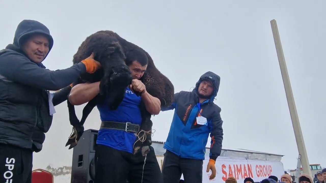 97 кг қошқарды көтеріп рекорд жасады / 2 наурыз 2024 г.