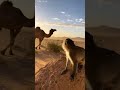 Wild Arena | Camel vs Lion – Ultimate Desert Showdown (8K Ultra Realistic)