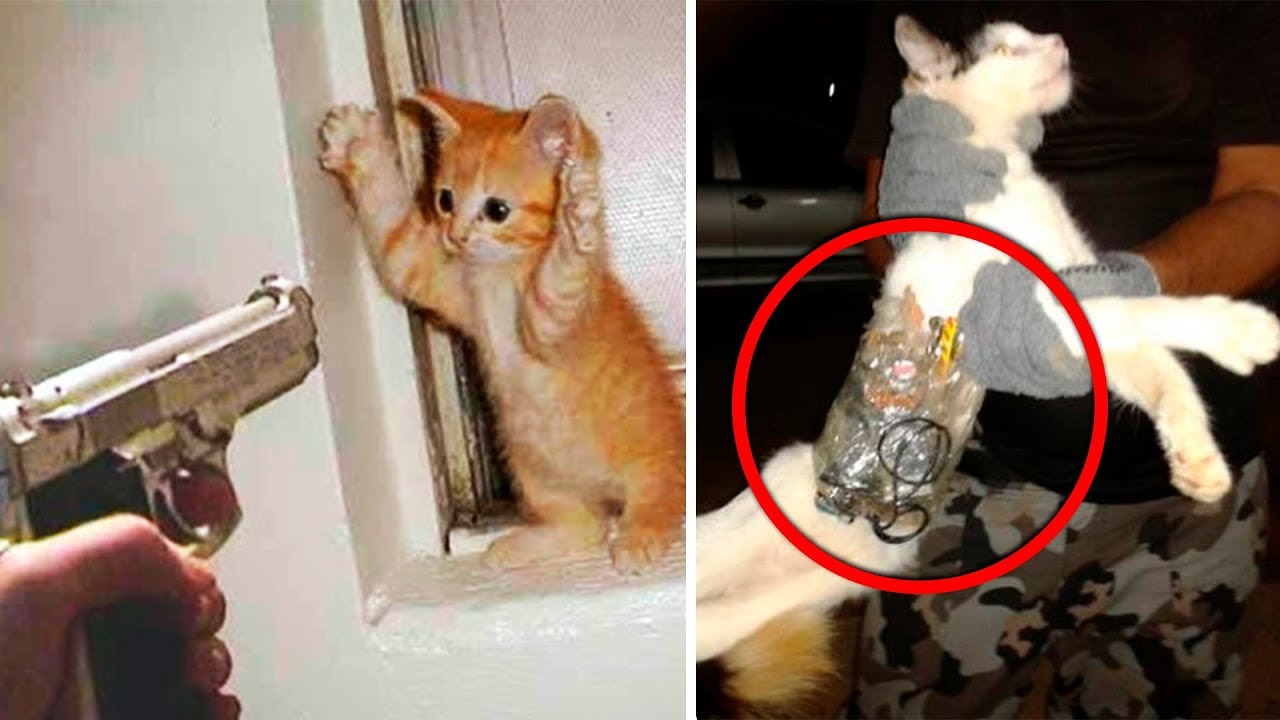 6 ANIMAIS QUE ACABARAM SENDO PRESOS