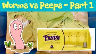 Worms vs Peeps (Marshmallows)  Part 1