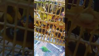 নতুন মনিরা পাখির ভিডিও🐦 notun Monera pakhi video #birds #bangladesh @MbSahed-k9x