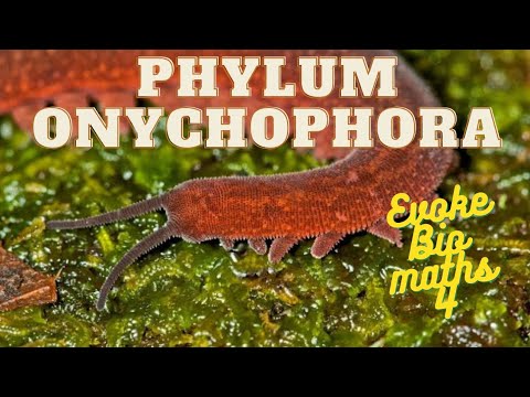 PHYLUM ONYCHOPHORA | ANIMAL DIVERSITY | ZOOLOGY|