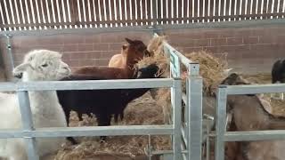 Goats, Kids and Alpacas with Sheep Baaing in the Background