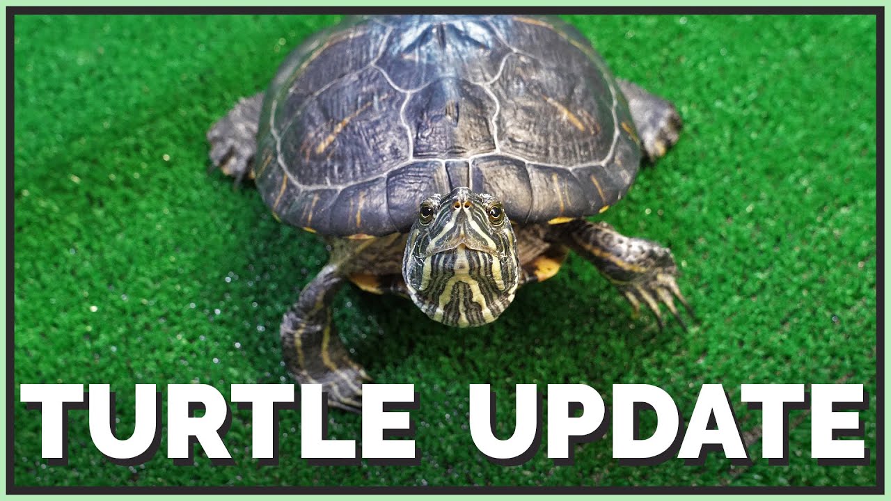 2 Years of Franklin, my Turtle! - Origin Story