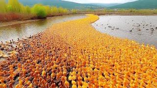 China Released Thousands of Ducks into Rice Fields. One Year later, Result is INSANE