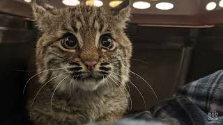 Bobcat Kitten's Story: Rescue to Release!
