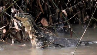 HUJAN DERAS BABON PUN KELUAR,BERBURU BIAWAK