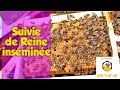 Apiculture  suivie de reine insmine 