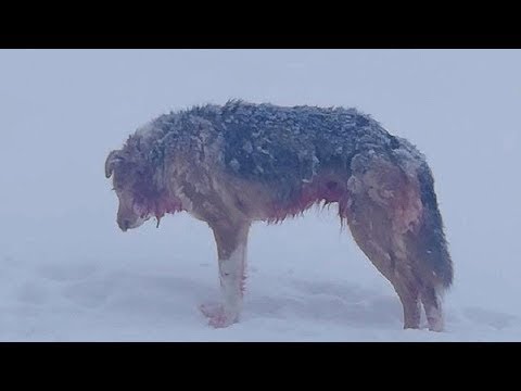 Vidéo: La relation d'un Husky à un loup