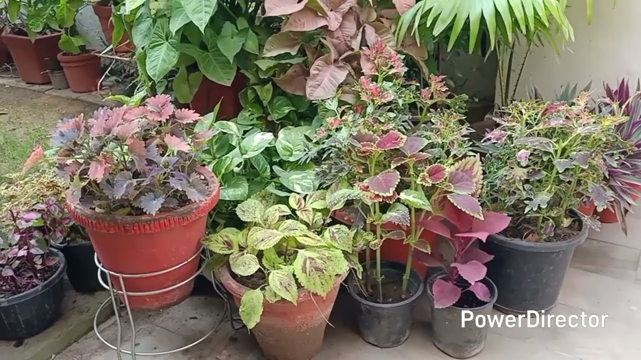 Huge look in small space- Layer your plants & results will