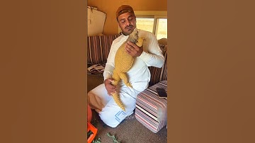 Sanda in Saudi Arabia animal #sanda #animals #shortsfeed #shorts #tiktok #viralvideo #saudiarabia