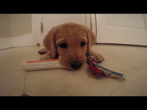 walking pez A Walk with Lyla GoPro HD