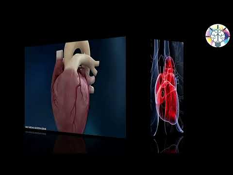 نبض القلب الطبيعي