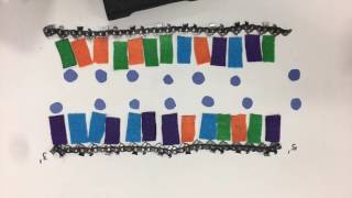 DNA Replication Stop Motion