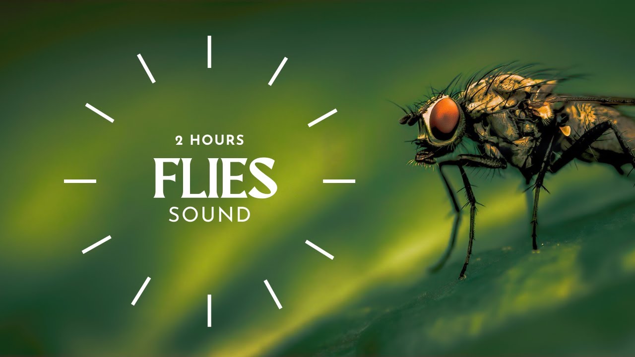 Fly sound 2 hours black screen buzzing sound effect YouTube