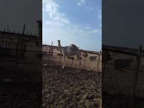 بكره كفووو مفروده مسيومه ب11 الف البيع قريب لتواصل واتس0532169519