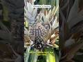 Why Farm Pineapple in 2026