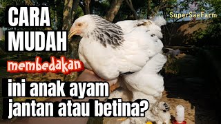 CARA SELEKSI ANAK AYAM JANTAN DAN BETINA