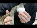 卵を食べるかわいいアオダイショウ#3とQ&A【蛇の捕食】♦️ Egg-eating rat snake and Q & A
