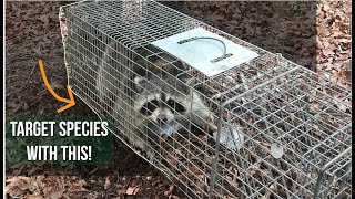 Cage Traps and When to Use Them