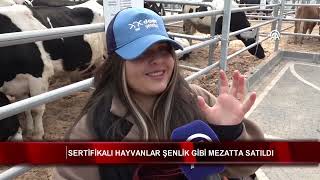 Sertifikalı hayvanlar şenlik gibi mezatta satıldı