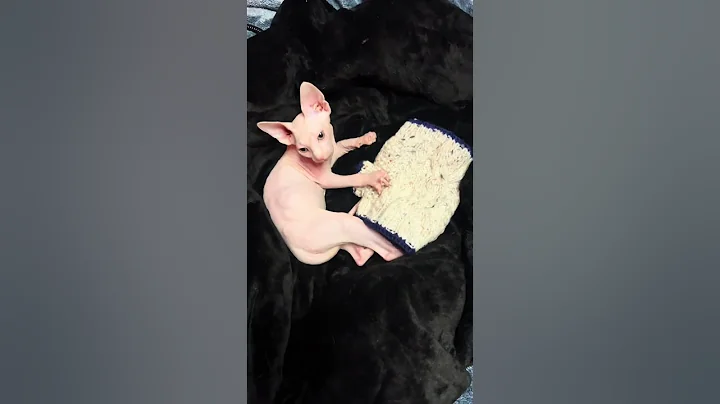 Video 11394051: sphynx cats kittens, sphynx kitten black