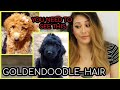 Everything YOU NEED to know about Goldendoodle Hair TIPS & TRICKS